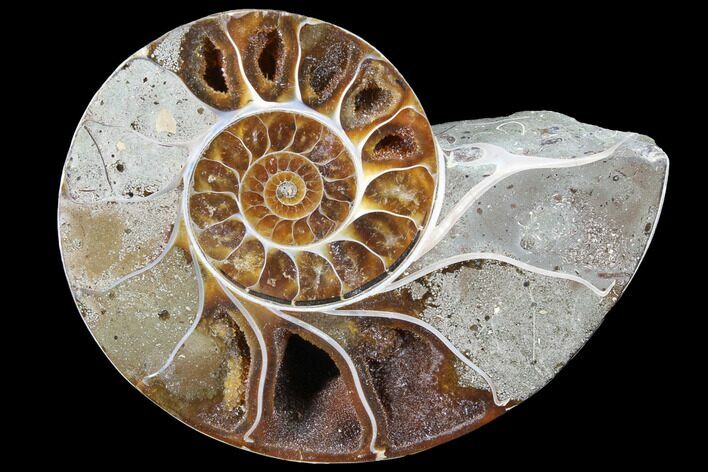 Bargain, Thick Ammonite (Anapuzosia) Fossil Half #88046
